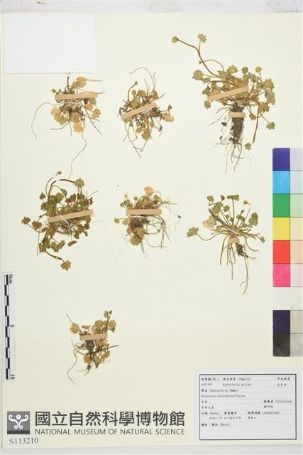 掌葉毛茛藏品圖，第1張