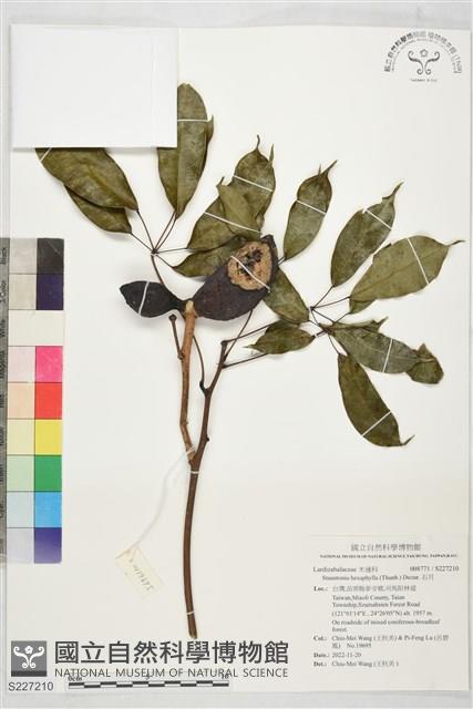 石月藏品圖，第1張