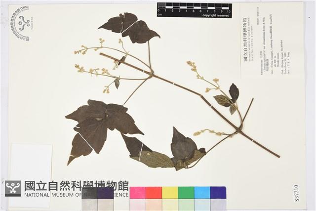 鈍齒鐵線蓮藏品圖，第1張