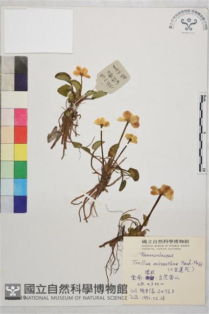 小金蓮花藏品圖，第1張