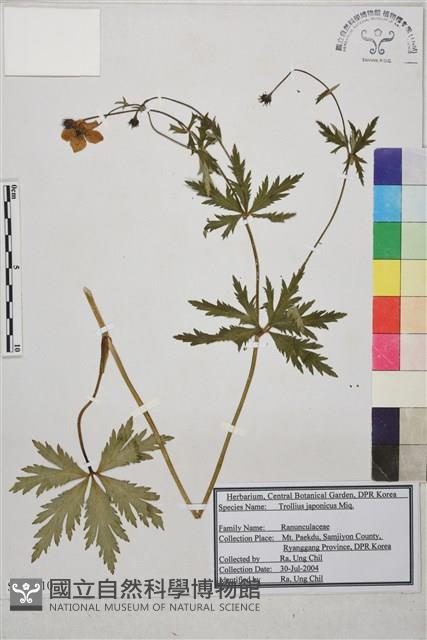 長白金蓮花藏品圖，第1張