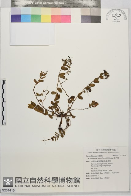 濱大戟藏品圖，第1張