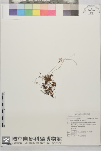 菟絲子藏品圖，第1張