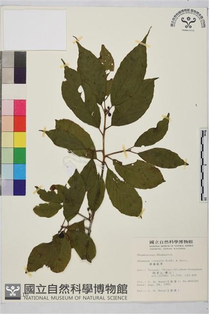 鈍齒鼠李藏品圖，第2張