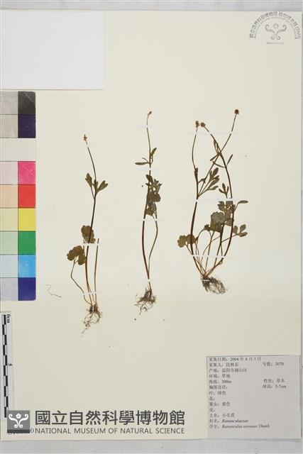 小毛茛藏品圖，第1張