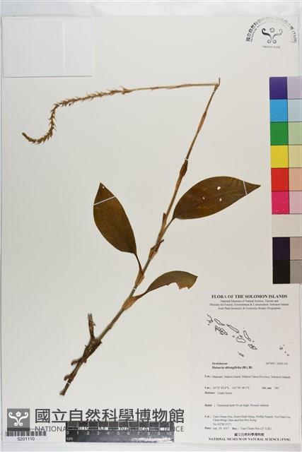 長橢圓葉伴蘭藏品圖，第1張