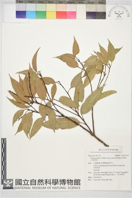 小葉青岡藏品圖，第1張