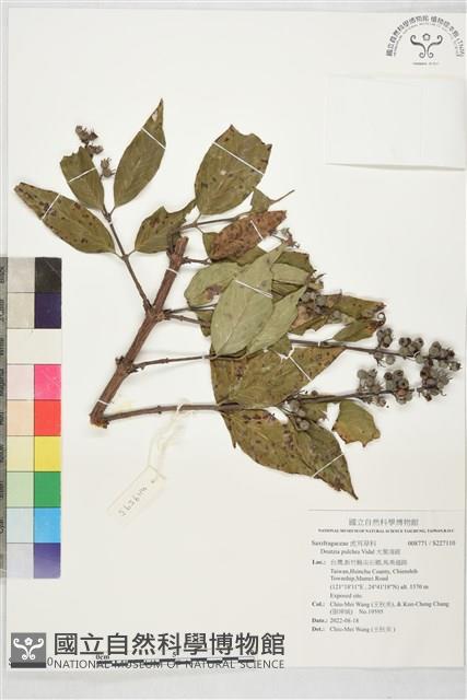 大葉溲疏藏品圖，第1張