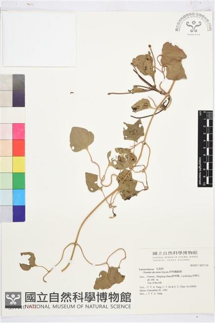 Accession Number:S037110 Collection Image