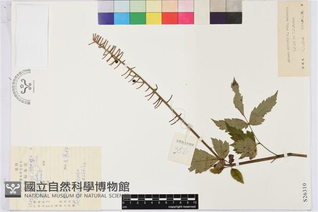 類葉升麻藏品圖，第1張