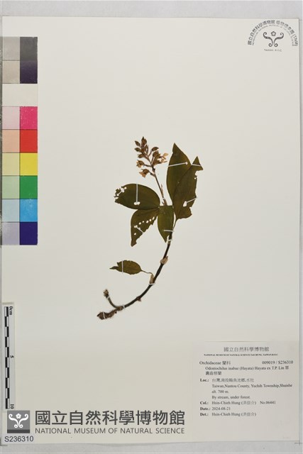 單囊齒唇蘭藏品圖，第1張