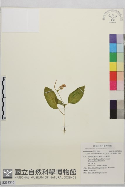 雙心皮草、光萼唇柱苣苔藏品圖，第1張