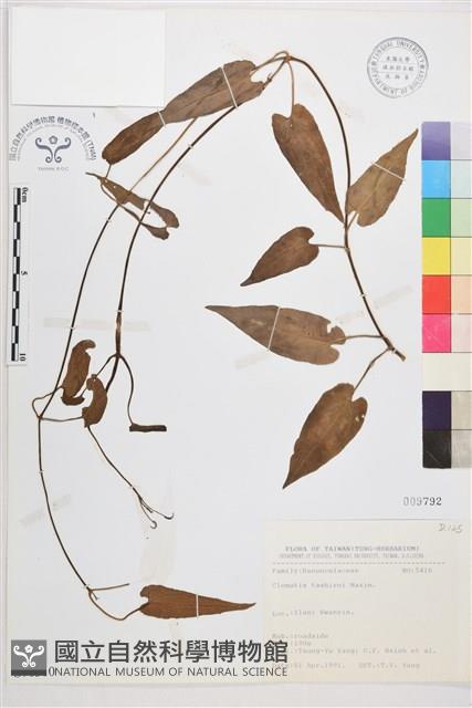 田代氏鐵線蓮藏品圖，第1張