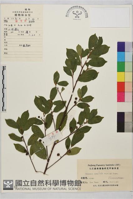 鈍齒鼠李藏品圖，第1張