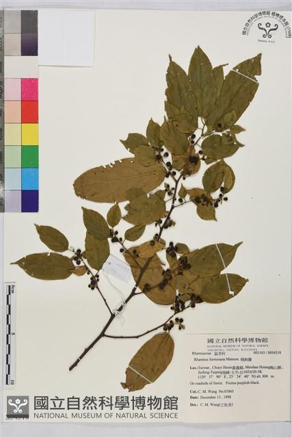 桶鉤藤藏品圖，第1張