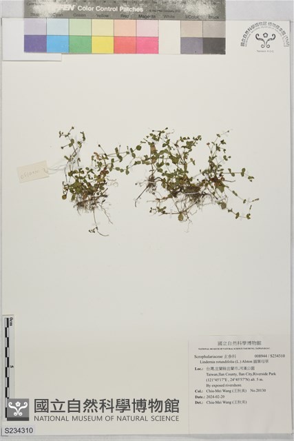 圓葉母草藏品圖，第1張
