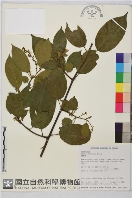 桶鉤藤藏品圖，第2張