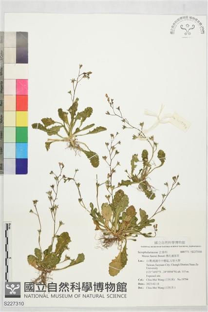 佛氏通泉草藏品圖，第1張