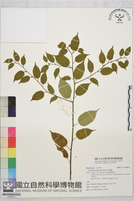 毛蛇藤藏品圖，第1張