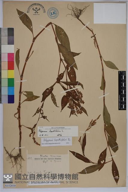 早苗蓼藏品圖，第1張