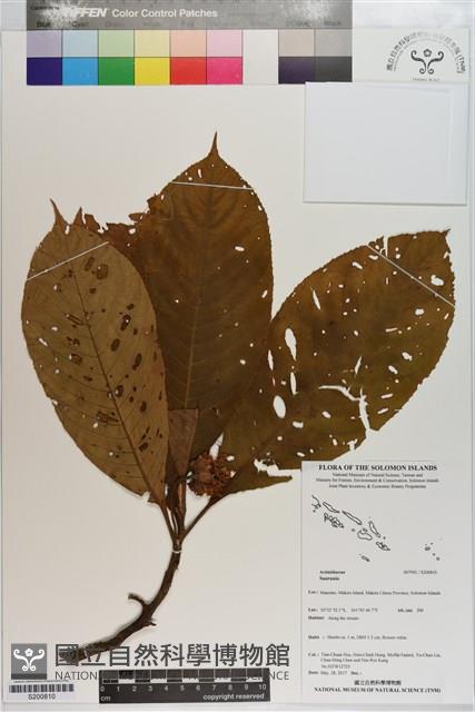 登錄號:S200810藏品圖，第1張