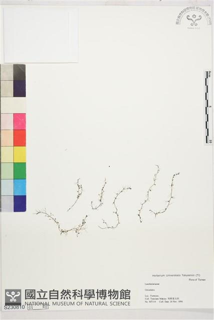 登錄號:S230810藏品圖，第1張