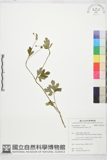 毛茛藏品圖，第1張