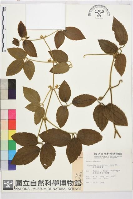 銹毛鐵線蓮藏品圖，第2張