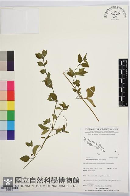 瘤子草藏品圖，第1張