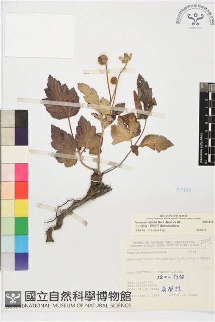 小白頭翁、野棉花藏品圖，第1張