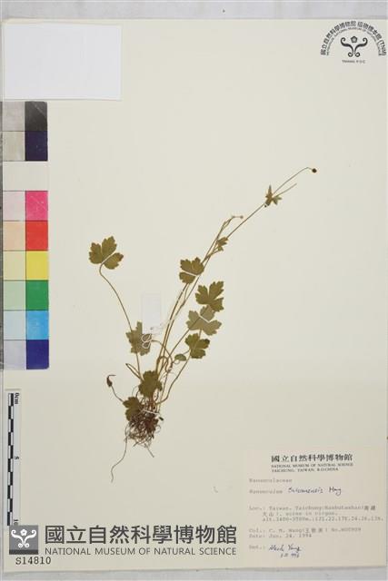 鹿場毛茛藏品圖，第1張