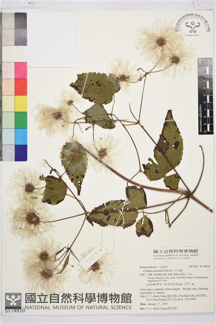 小木通藏品圖，第1張