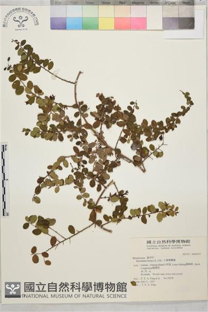 小葉黃鱔藤藏品圖，第2張