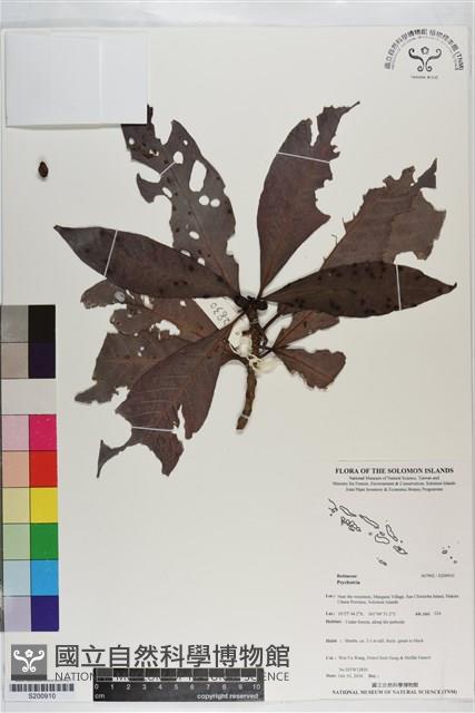 登錄號:S200910藏品圖，第1張