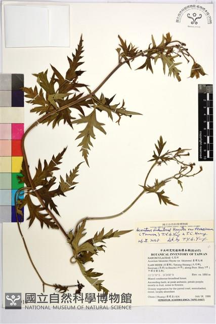 蔓烏頭藏品圖，第1張