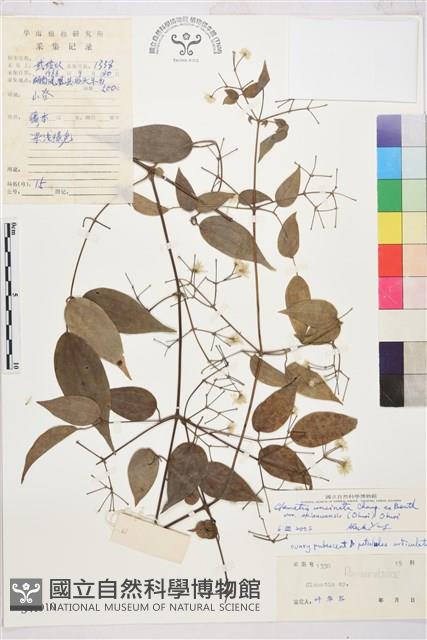 沖繩鐵線蓮（毛果鐵線蓮）藏品圖，第1張