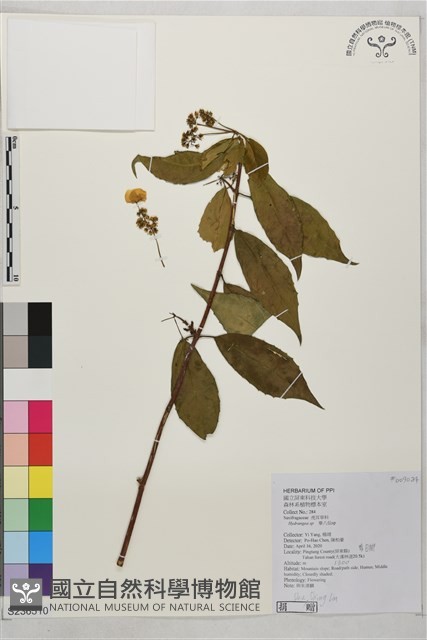 登錄號:S236510藏品圖，第1張