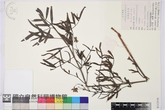 登錄號:S112510藏品圖，第1張