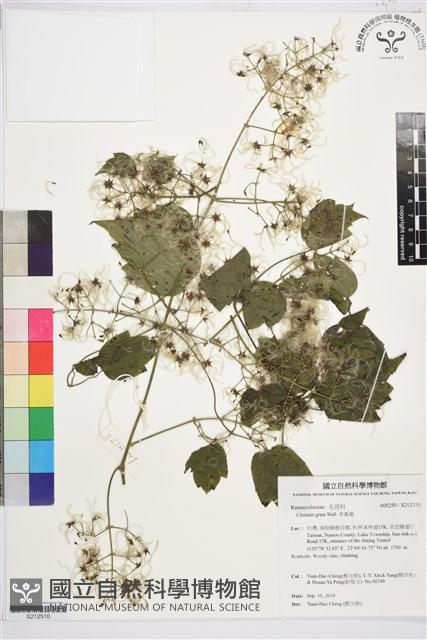 串鼻龍藏品圖，第1張