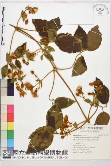 銹毛鐵線蓮藏品圖，第1張