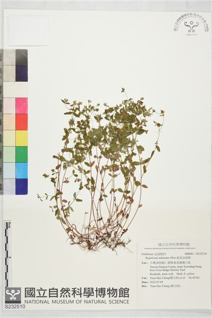 能高金絲桃藏品圖，第1張