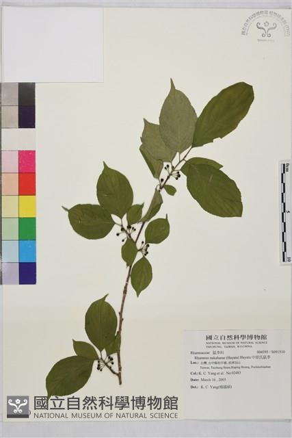 中原氏鼠李藏品圖，第1張