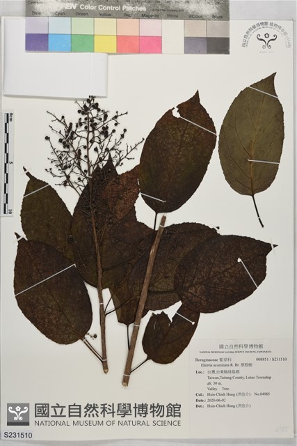 厚殼樹藏品圖，第1張