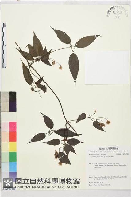 彭氏鐵線蓮藏品圖，第1張