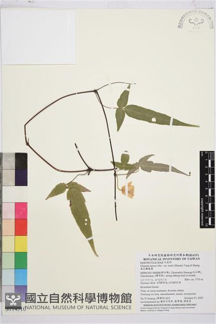 森氏鐵線蓮藏品圖，第1張