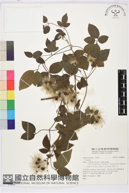 登錄號:S186650藏品圖，第1張