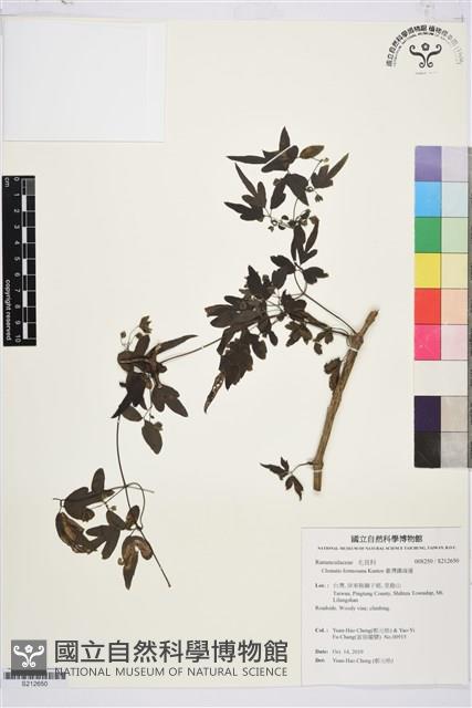 臺灣鐵線蓮藏品圖，第1張