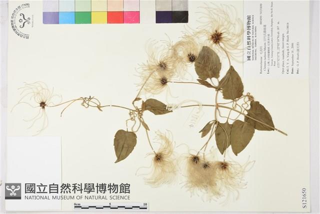 田代氏鐵線蓮藏品圖，第1張