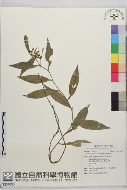 柚葉藤藏品圖，第1張