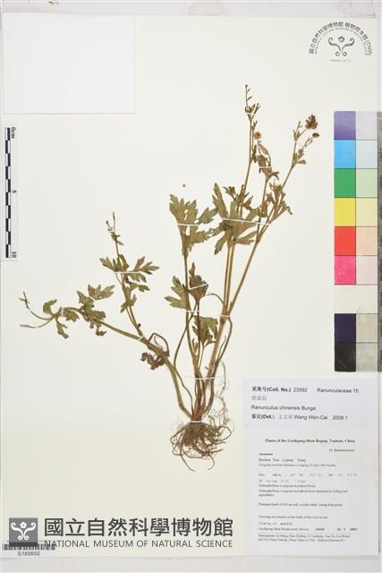 茴茴蒜藏品圖，第1張